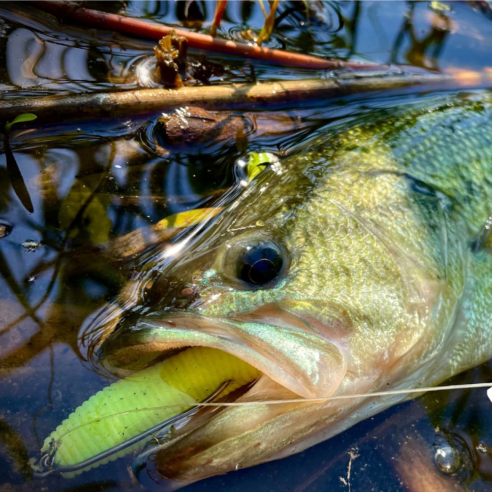 キャスト＆キャッチ スクリューロック ウィードレス EWGフ - Fishing Hook Weedless のレビューと価格